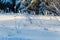 Thin grass blades covered with hoarfrost macro. Selective focus