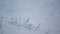 Thin grasses sticking snow layer close up. Dry plants on snow-covered meadow.