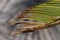 Thin and green and brown palm leaves in close-up