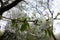 Thin horizontal branch of cherry with white flowers