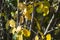 Thin Irga tree trunks with yellowing leaves in autumn