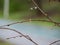 Thin Leafless Twigs of a Tree with Raindrops