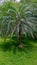 Thin leaved Ornamental Palm Tree in the Garden