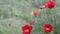 Thin-leaved red peony blooms in spring