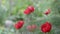 Thin-leaved red peony blooms in spring