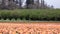 Thin lines of red and white tulips crossing field of pink tulips