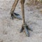 Thin and long ostrich emu paws