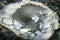 Thin pancake ice (pan-agglomerated ice) frozen in mass