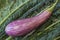 Thin purple Dominican eggplant on a background of Italian Lacinato Nero di Toscana heirloom dinosaur kale