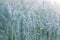 Thin spikes of meadow fescue covered with dew