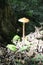 A thin-stalked mushroom grows under a tree in the forest