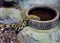 Thin tailed climbing skid, snake, drinking water, danger animal close up