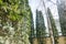 Thin tall poplar trees