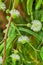 Thin tendrils of several white Mimosa Pudica flowers in bloom