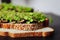 Thin toast with avocado liberally sprinkled with useful microgreens