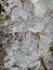 thin transparent ice on a puddle in the park on a winter day, foliage through the ice