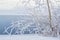 Thin tree with branches in white snow flakes on the shore against the background of a blue river. Winter