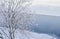 Thin tree with multiple trunks, branches in white snow flakes on the shore against the background of a blue river. Winter