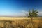 Thin tree in the steppes