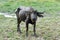 Thin water buffalo standing on the grass