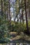 thin winding hiking trail in hillside forest on summer morning