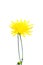 Thin yellow Sonchus arvensis