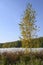 A thin young birch tree in front of a field of miscanthus with white panicles in autumn