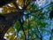 thin young trunk of oak, through the branches with bright yellow