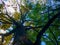 thin young trunk of oak, through the branches with bright yellow