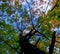 thin young trunk of oak, through the branches with bright yellow