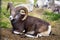 Thinhorn / Dall\'s / Stone\'s Sheep