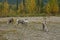 Thinhorn Mountain Sheep at roadside, northern BC