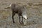 Thinhorn Mountain Sheep at roadside, northern BC