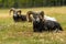 Thinhorn sheep (Ovis dalli) in Yukon