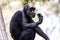 The Thinker Monkey . Chimpanzee. Zoo-Israel