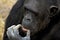 Thinking chimpanzee