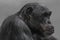 Thinking chimpanzee portrait close up