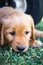 Thinking golden retriever puppy