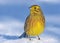 Thinking male Yellowhammer stands upright on the snow ground in warm sunny winter day