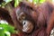 Thinking orangutan in Borneo forest head closeup.