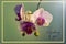 Thinking of you -card. Photo of pink orchid flowers