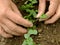 Thinning of radishes shoots