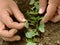 Thinning of radishes shoots