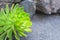 Thirst to the life. Sempervivum growing on the volcanic stones