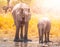 Thirsty african elephants drinking water at waterhole. Moremi Game Reserve, Okavango Region, Botswana