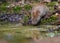 Thirsty Bank vole drinks water at the forest puddle