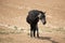 Thirsty Black Sabino Wild Horse Mare with tongue sticking out near the waterhole in Pryor Mountains Wild Horse Range Wyoming USA