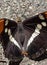Thirsty Butterfly - California Sister -Adelpha californica, - Drinking Water from Wet Concrete