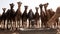 Thirsty camels, dromedaries wait at a dry well for water in the Sahara desert of Morocco.