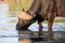 Thirsty Cape buffalo bull drinking water from pond